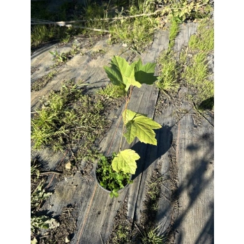 PLATAN KLONOLISTNY - sadzonki 40 / 60 cm